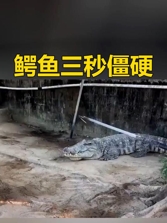 几百公斤的大鳄鱼,碰一下瞬间变标本