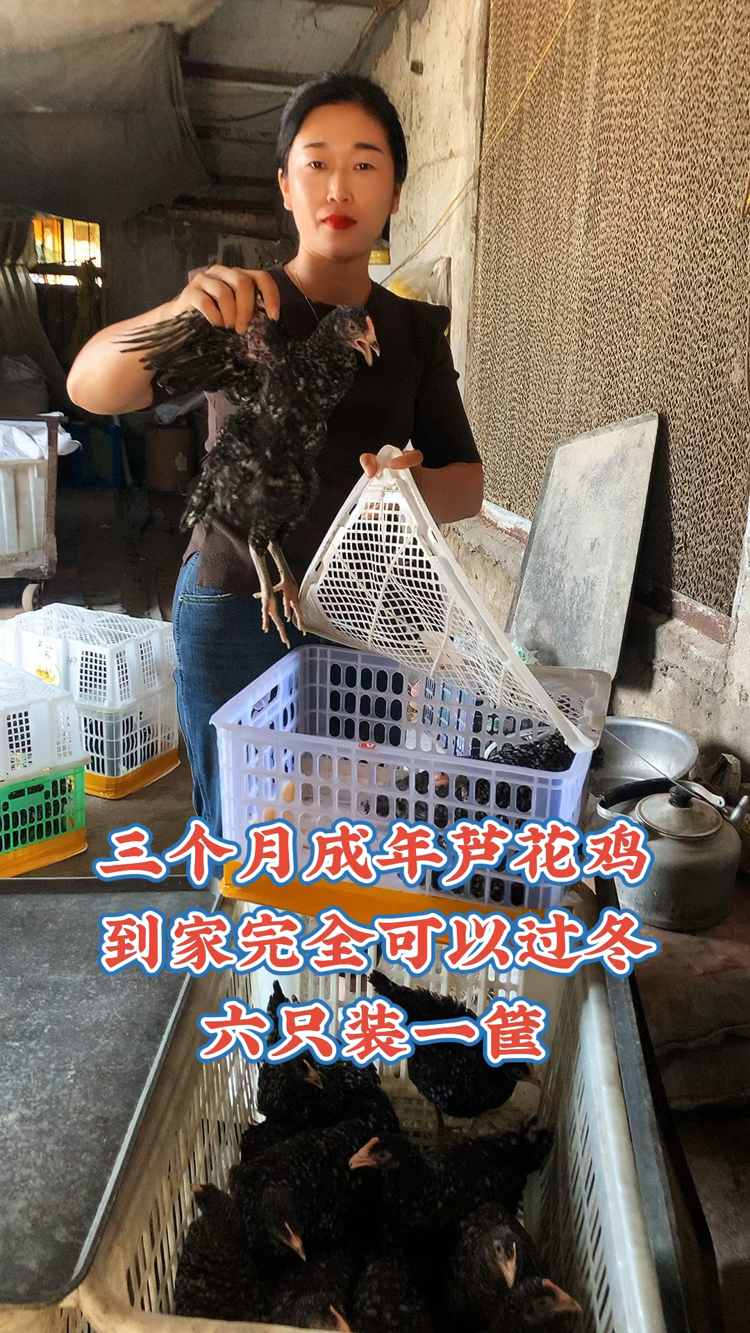 脱温芦花鸡苗,三个月半月芦花鸡,成年下蛋芦花鸡,芦花鸡多少钱一只