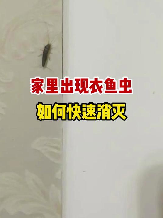 别再让衣鱼咬坏衣服书籍，用它有效消灭预防！