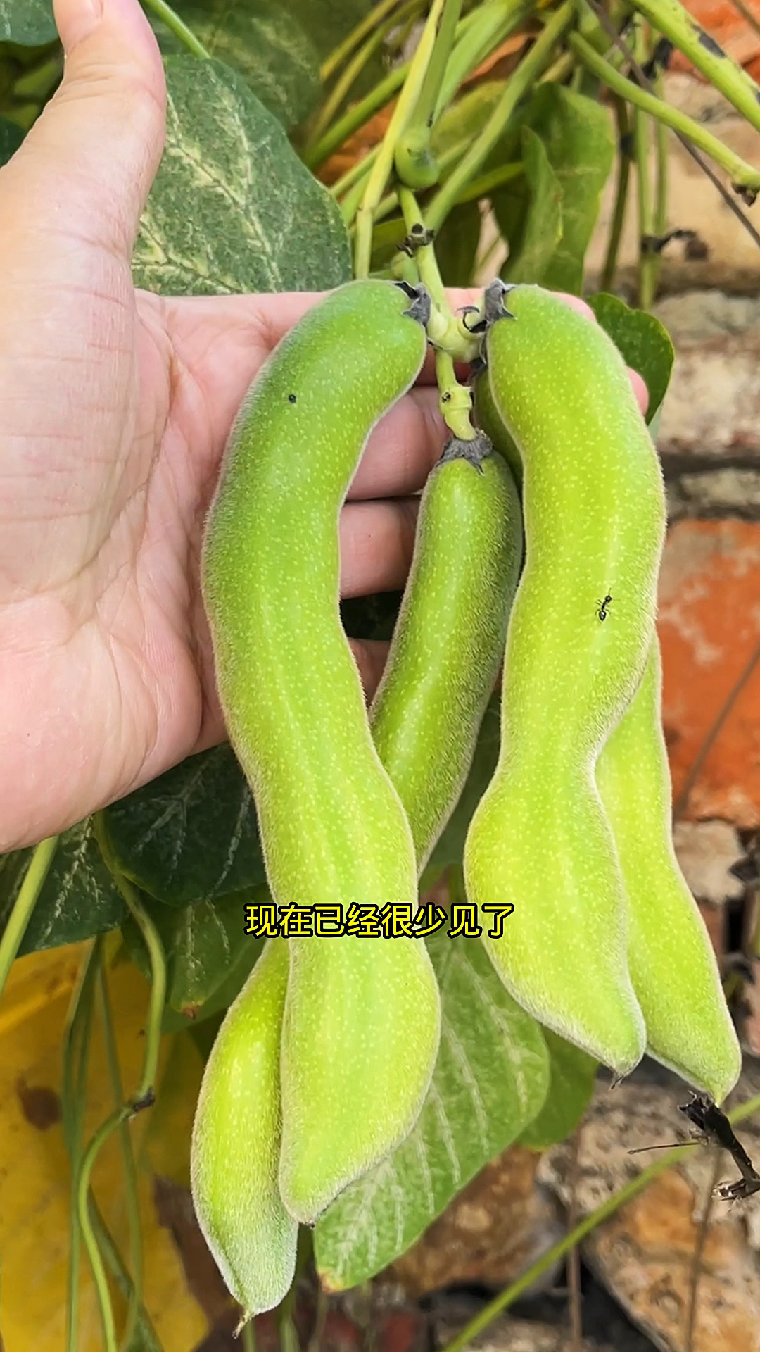 狗爪豆,你家乡有这种植物吗