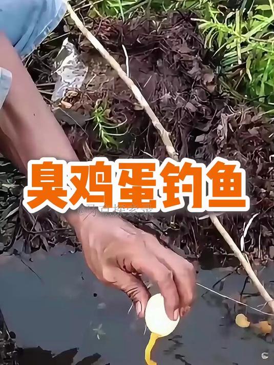 臭鸡蛋诱鱼秘诀曝光,浓烈臭味竟成塘角鱼的致命诱饵!
