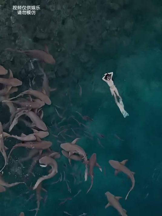 分享九种凶猛的鲨鱼,看看你见过几种?#海洋生物 #神奇动物在抖音 #大白鲨