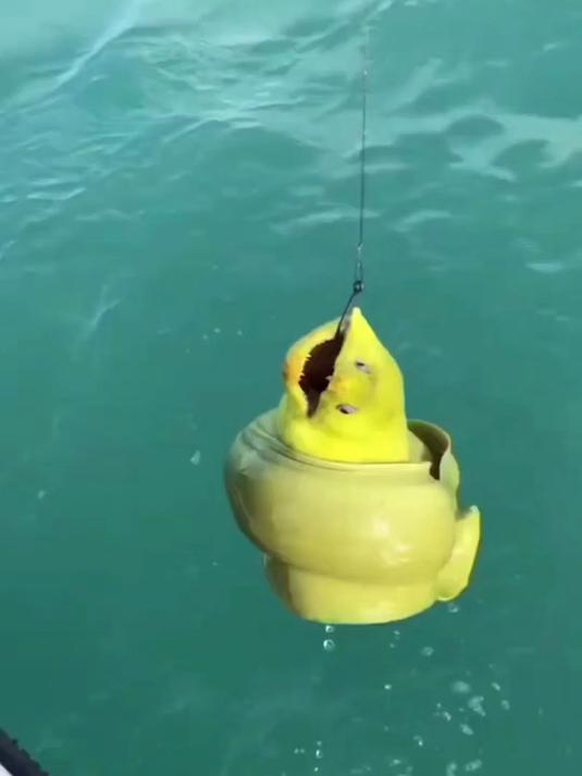 镜头当中的男子,居然用鱼竿从海底之下,钓到了一条黄金大鳗鱼