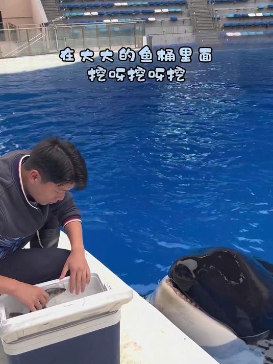 在小小的鱼桶里面挖呀挖呀挖