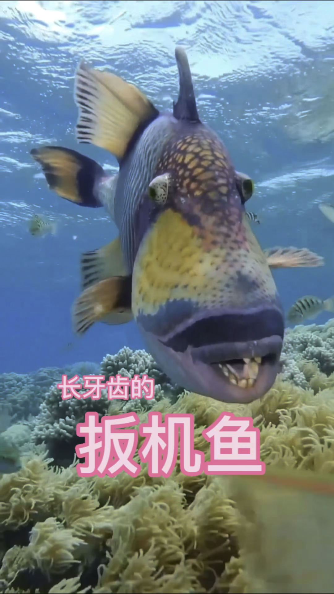 扳机鱼长牙齿的鱼