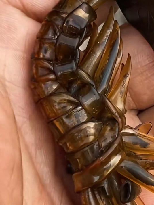 男子展示用输液管，编的大虾钥匙扣
