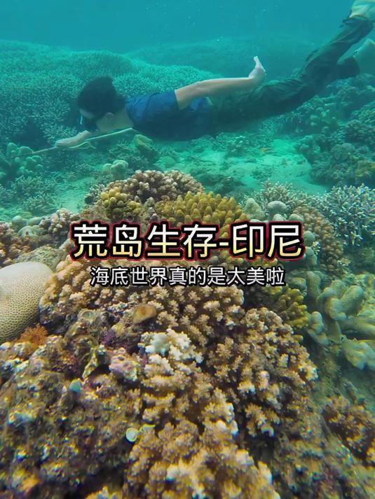 潜入美丽的海底珊瑚区!遇到一条大石斑鱼!