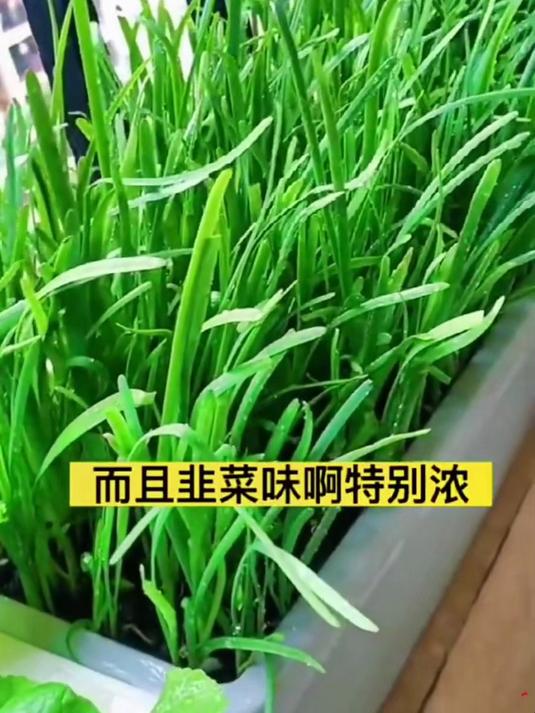 红根韭菜根,红茎自带花青素,焯水拌核桃仁营养赛沙拉