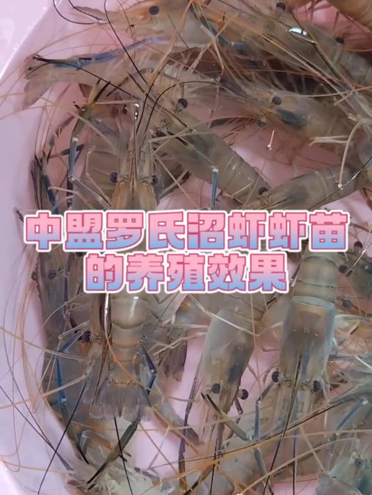 养殖利器!中盟罗氏沼虾虾苗的养殖效果,为何如此漂亮?