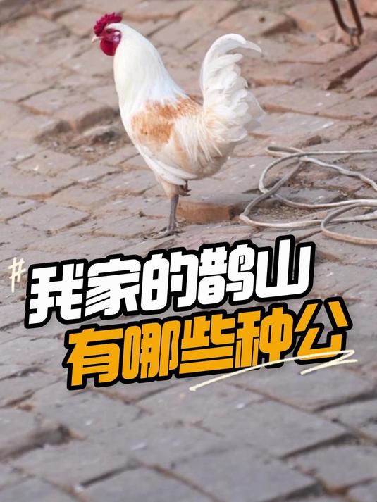 今天带大家看看我家里鹊山种公究竟有那些颜色!#观赏鸡##宠物鸡##养鸡##斗鸡爱好者#