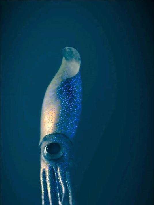 分享认识12种鱿鱼，你吃过几种？海洋生物 鱿鱼