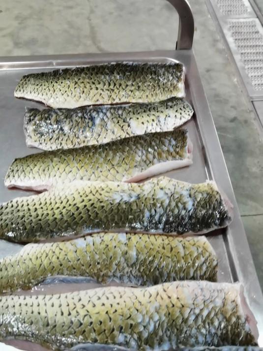 全自动斜切鱼片机,免浆鱼片加工设备,全系列水产加工设备