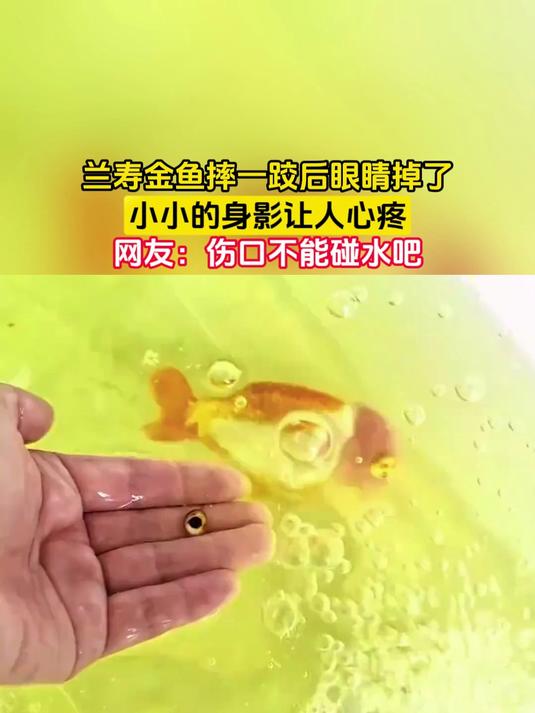 兰寿金鱼摔一跤后眼睛掉了，小小的身影让人心疼，网友：伤口不能碰水吧