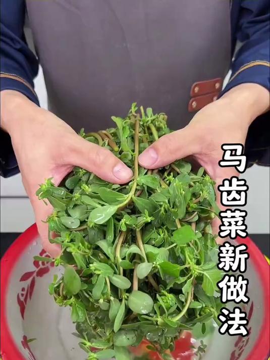 凉拌马齿菜