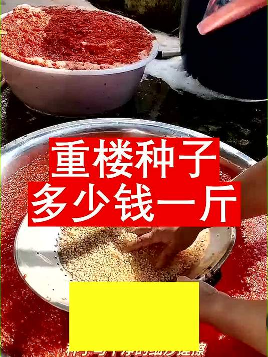 重楼种子多少钱一斤