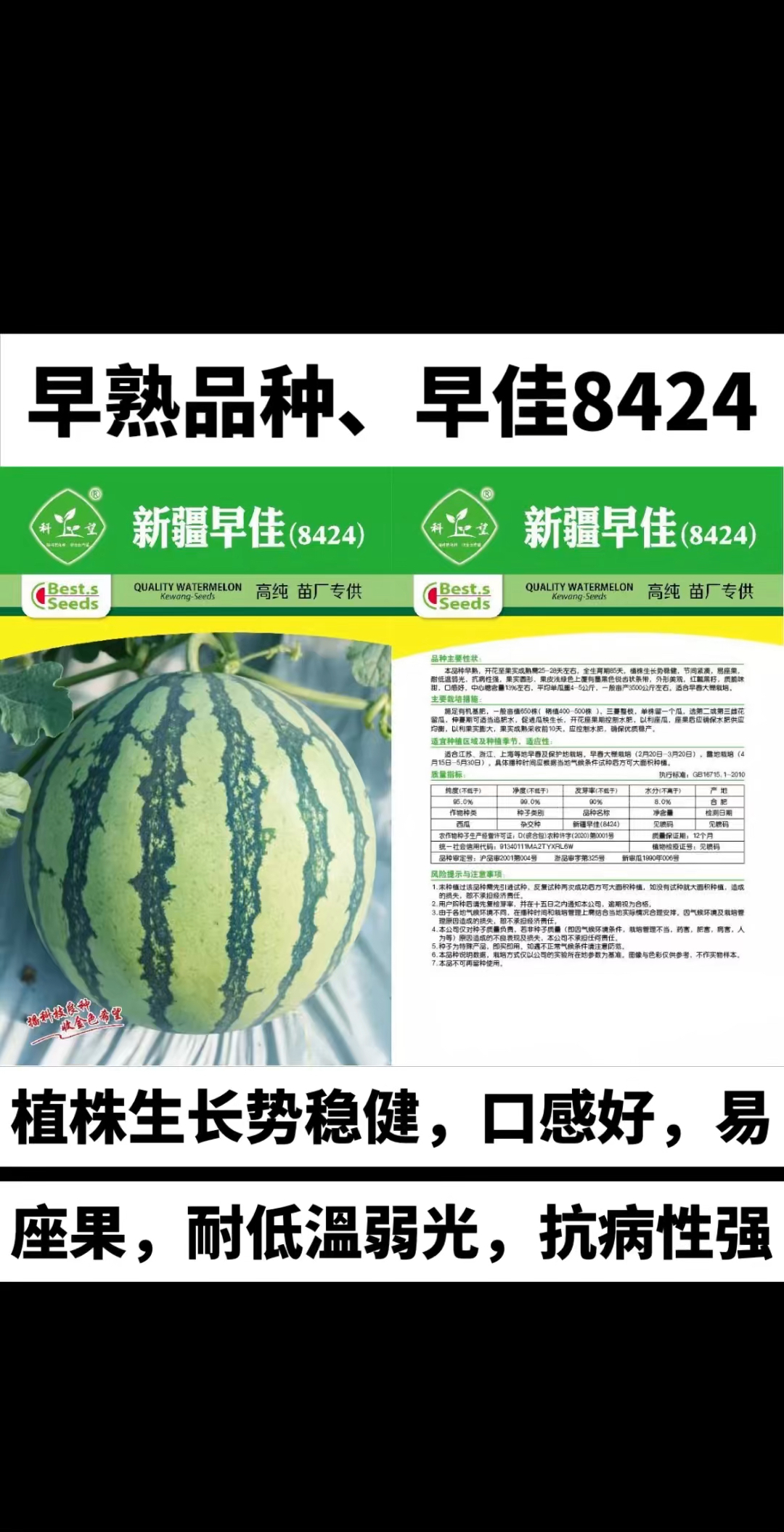 早熟品种、首选8424西瓜品种#西瓜种子