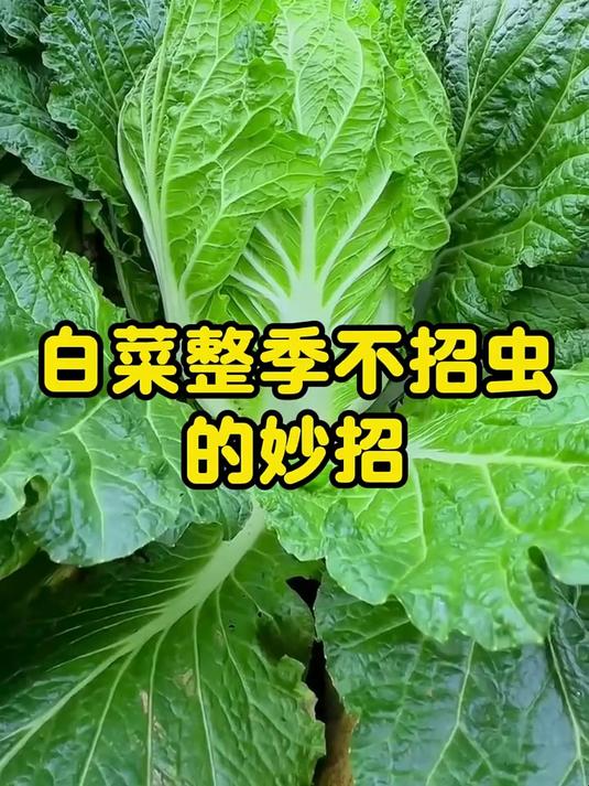 白菜种植秘诀