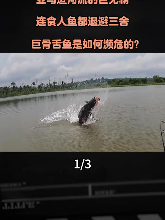 亚马逊河流的巨无霸连食人鱼都退避三舍巨骨舌鱼是如何濒危的#涨知识#科普#内容启发搜索#科普
