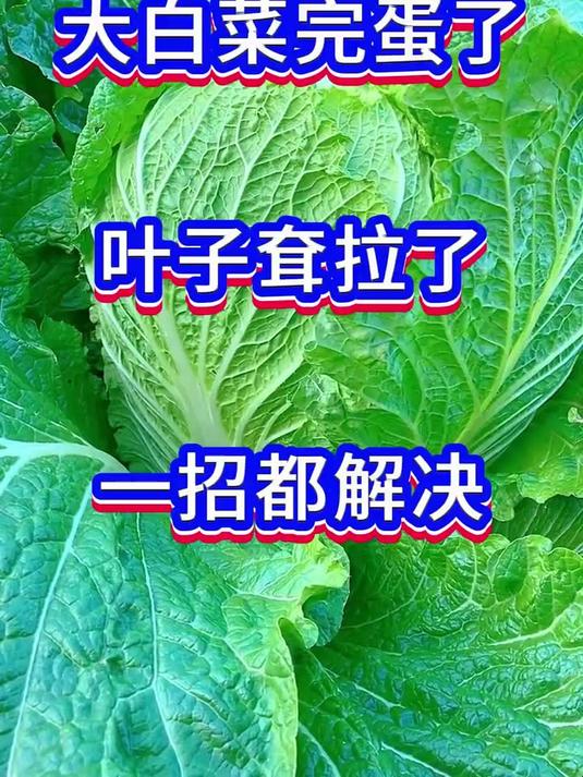白菜种植的科学管理方法!