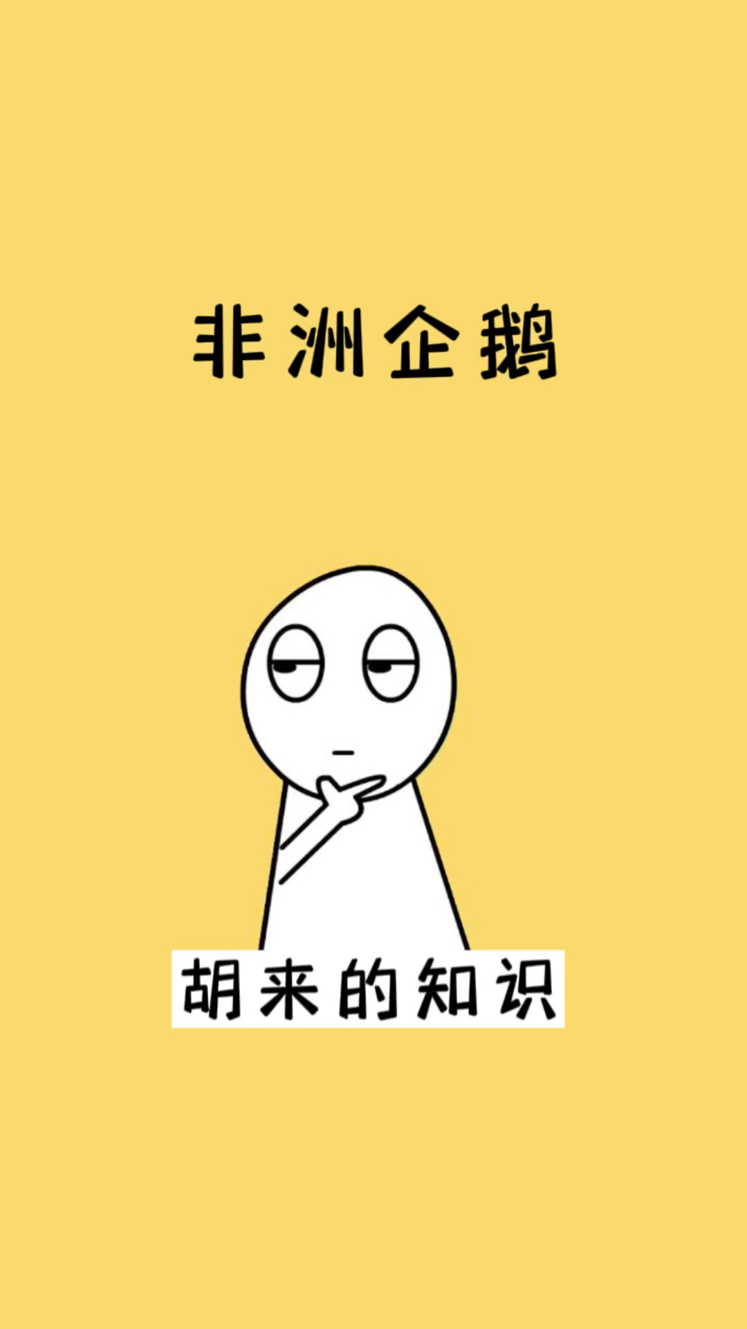 不止南极有企鹅,非洲也有