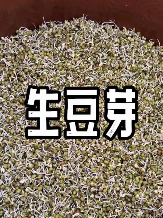 自己生豆芽既简单吃着又放心!为年夜饭备菜中!