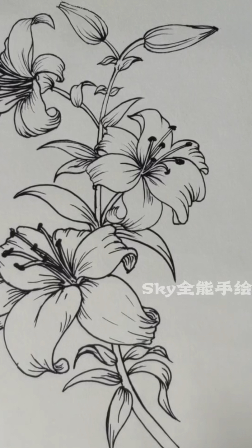 手绘简笔画花儿解压过程