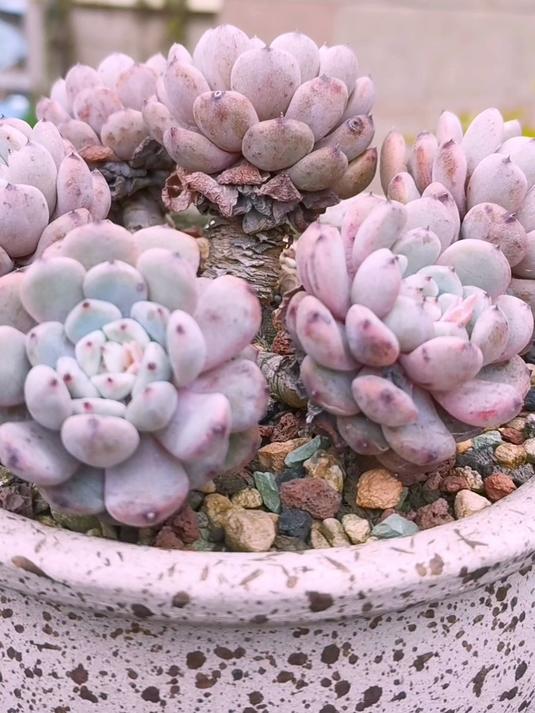 好多年了,我还是没能将雪爪这款多肉养美!