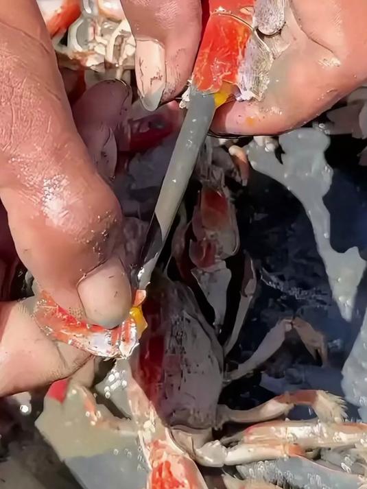 分享12种虾的种类，看看你认识哪几种？科普 虾 涨知识 龙虾