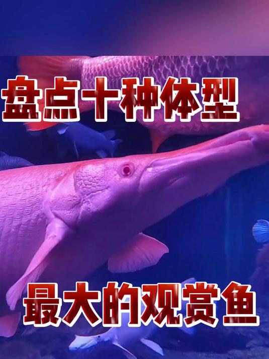 盘点十种体型最大的观赏鱼