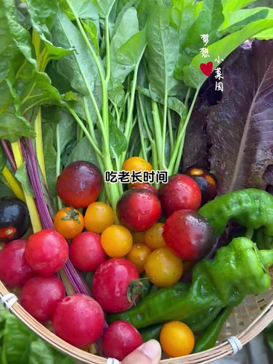 盆栽蔬菜推荐:这些品种好种又好吃!