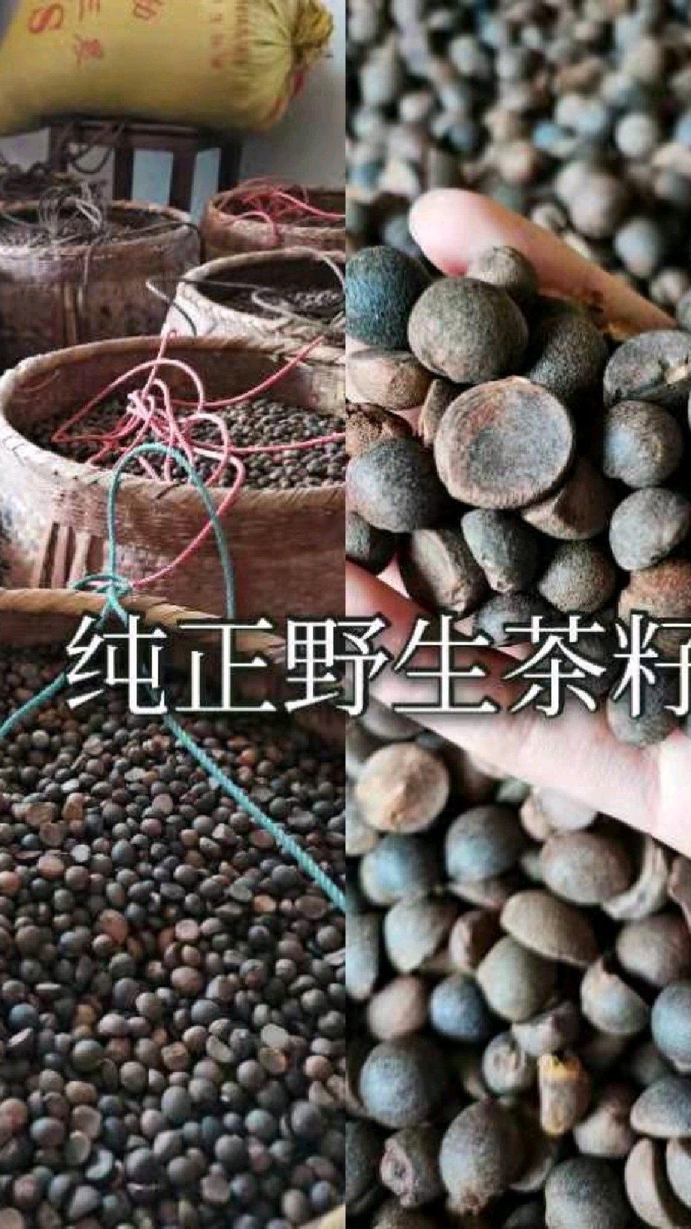 纯正野生茶油制作过程