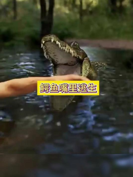 户外爱好者穿过水流时,鳄鱼猛地咬住了他的手臂,用出了死亡翻滚
