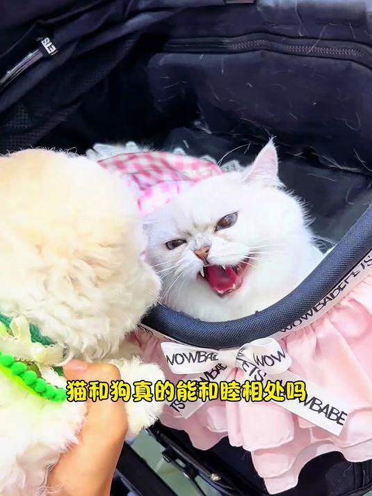 猫和狗真的能和睦相处吗?