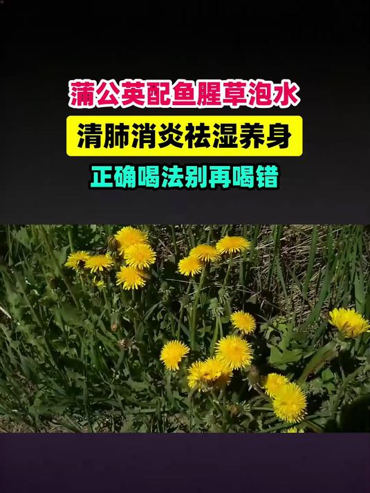 原来蒲公英搭配鱼腥草泡水清肺消炎这样喝！可惜喝错了 #扬帆养生季#