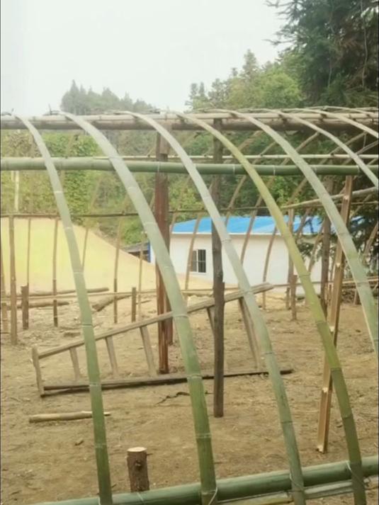 农村散养土鸡,用竹子和木桩制作的鸡棚,也非常实用