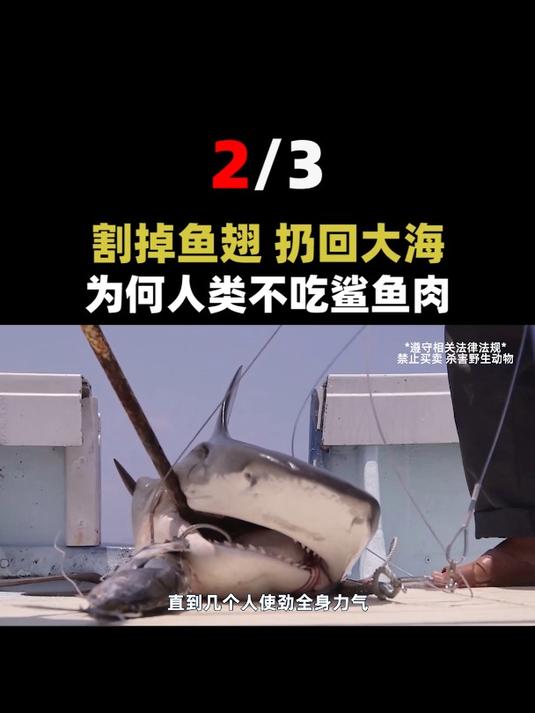 冒生命危险捕来鲨鱼,为何只留下鱼鳍?回到海中的鲨鱼怎么样了?