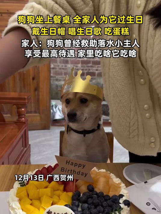 狗狗坐上餐桌全家人为它过生日,家人:狗狗曾经救助落水小主人,享受最高待遇
