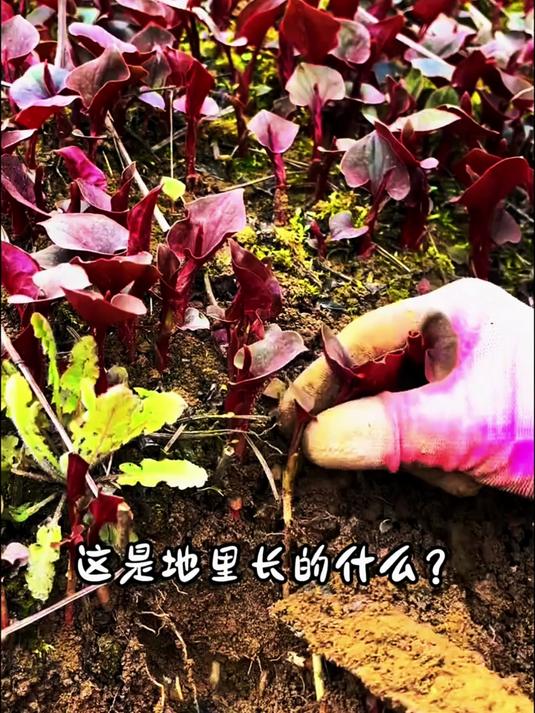 红苋菜原来长这里