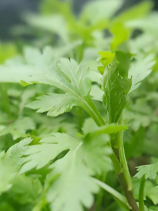 菊花脑是种让人省心的植物!