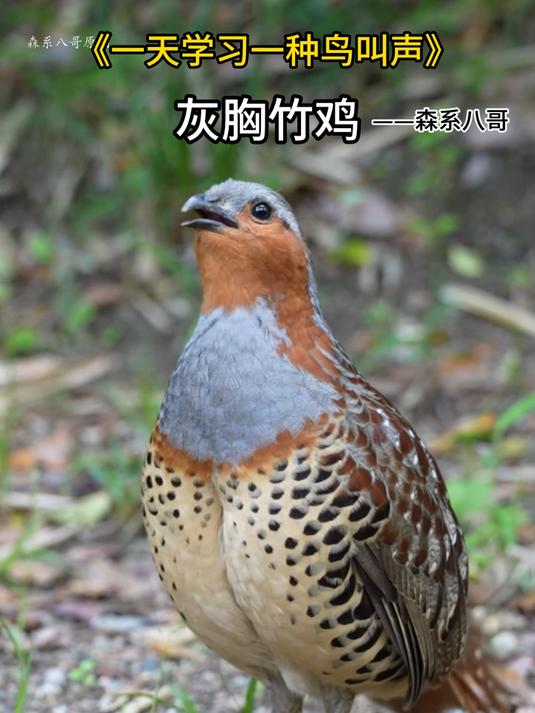 灰胸竹鸡的叫声，经常在竹林里听到，彷佛在喊：聚宝盆