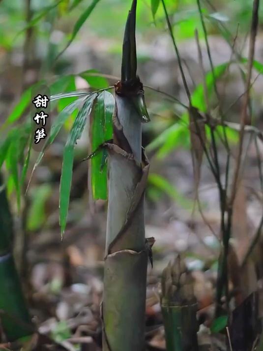 夏天有属于自己的美味野菜享受沉浸式采摘野菜的一天 野菜 农村