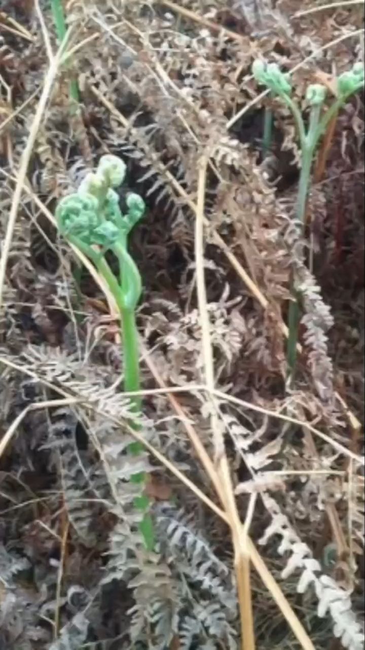 云南山茅野菜做起来