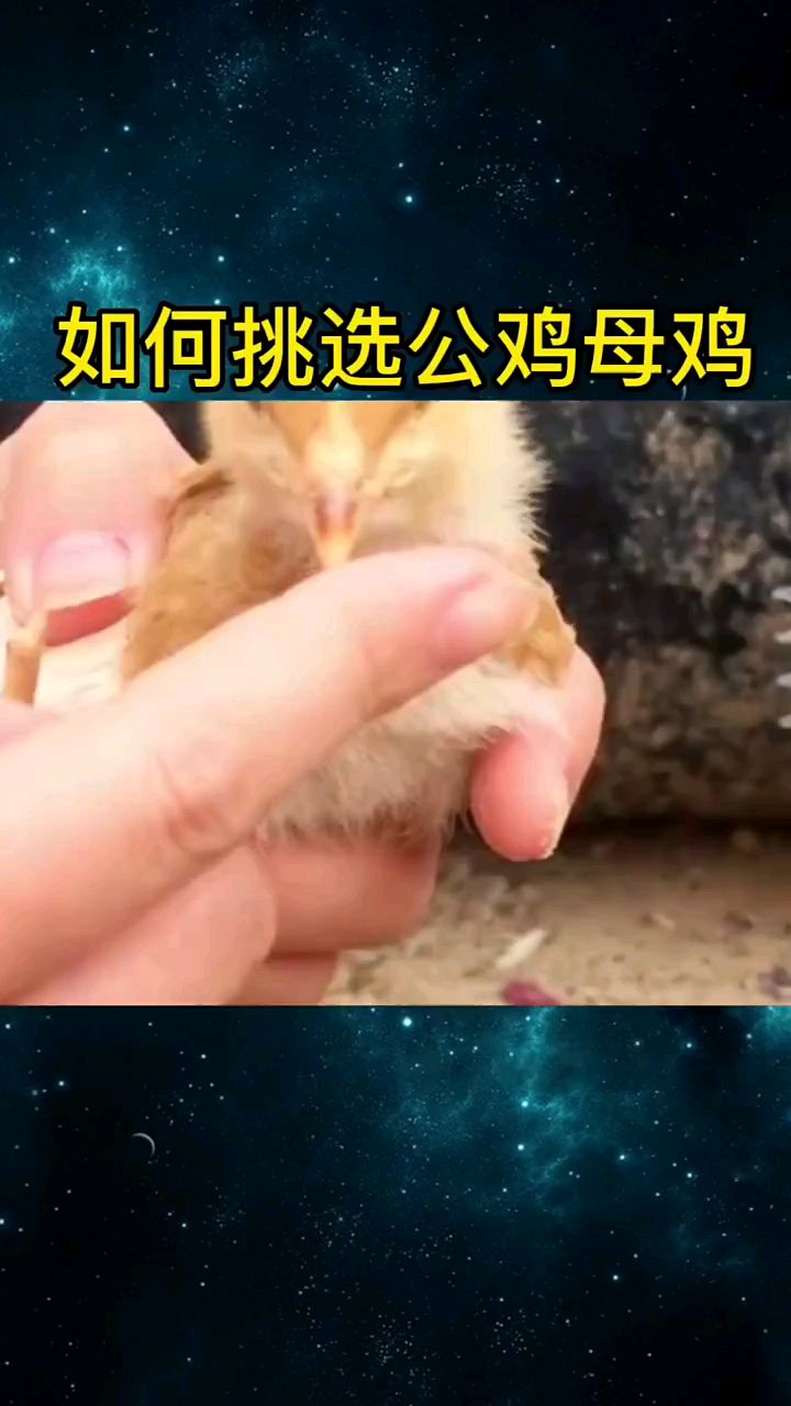 如何挑选公鸡母鸡