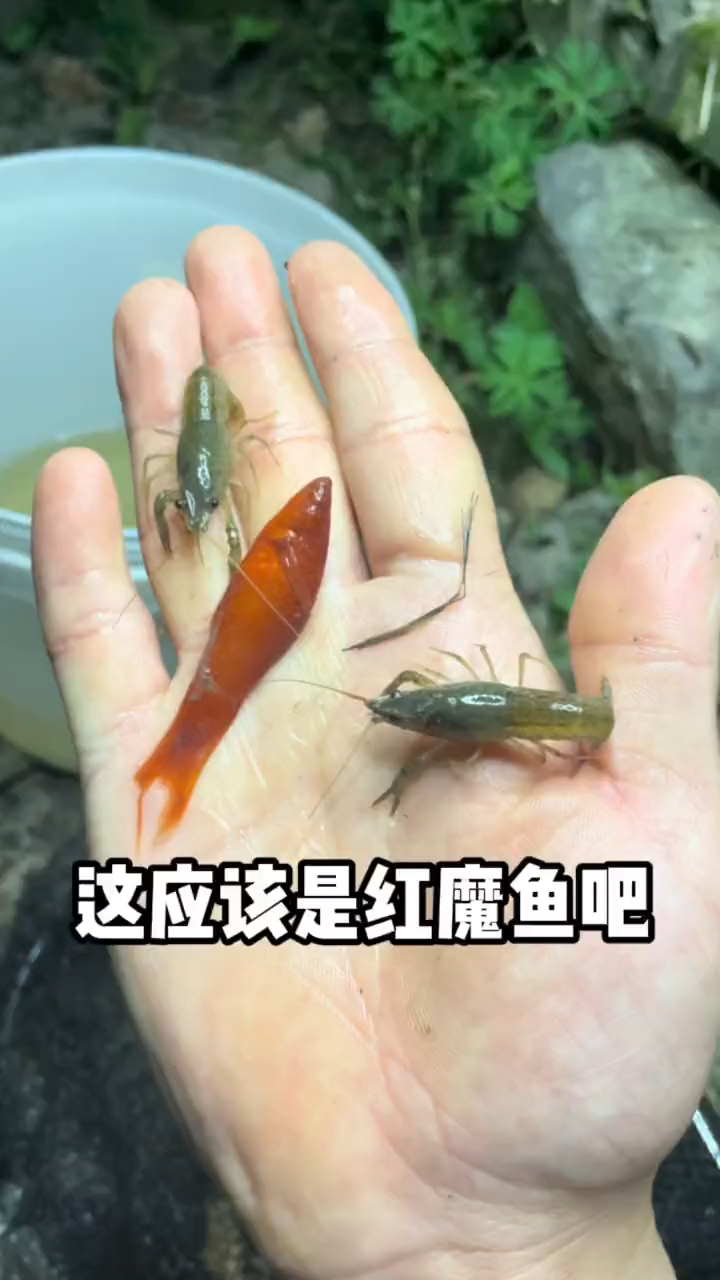 今天跟表妹在臭水沟里抓到好多小鱼小虾