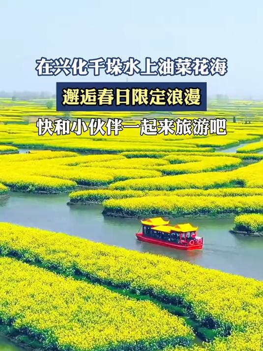 在兴化千垛水上油菜花海,邂逅春日限定浪漫。旅游推荐