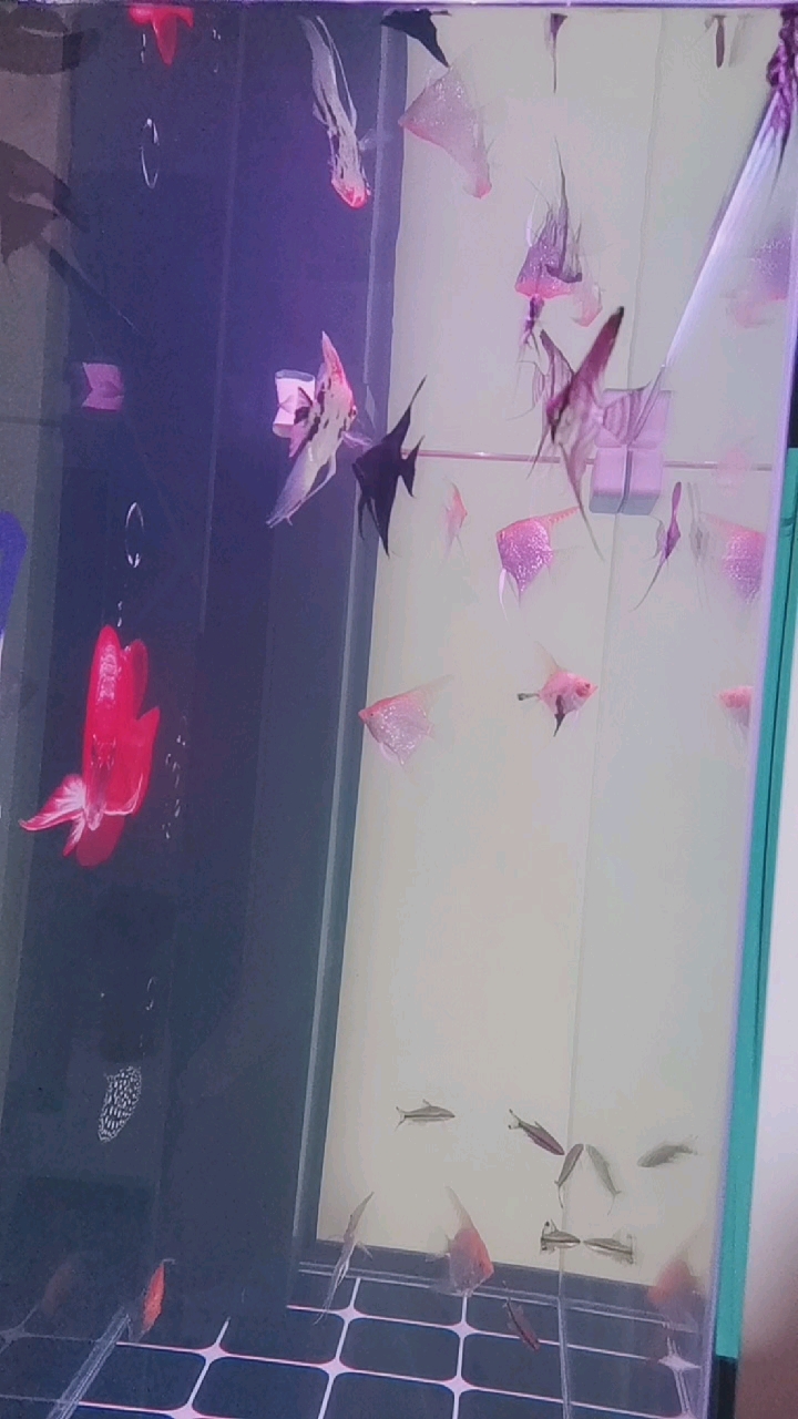 燕鱼的饲养方法