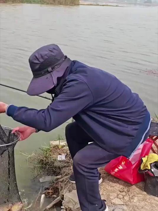 男子放生怀孕的大鲤鱼