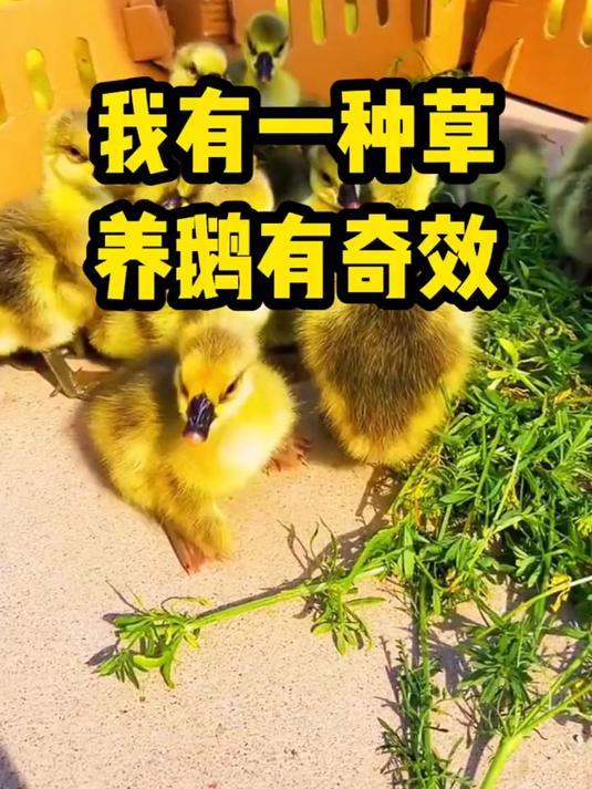 我有一种草 养鹅有奇效