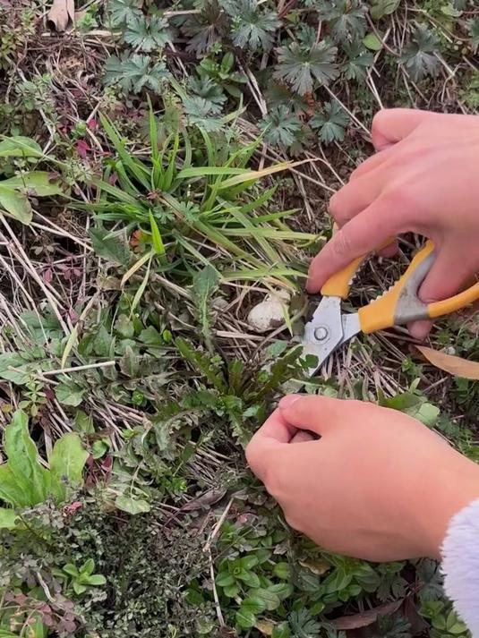 小伙伴们快出来挖荠菜了,看这样子在等几天就老了。#荠菜#