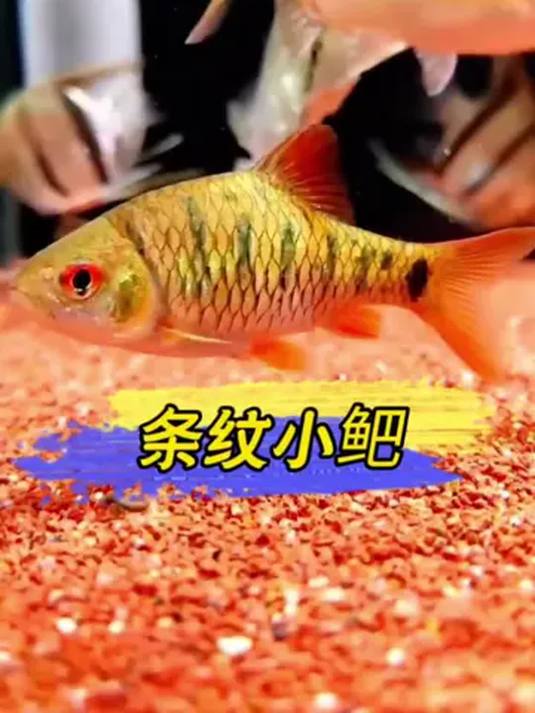 新手养鱼新宠条纹小鲃 无需特殊照料 互动性超强